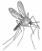 Mosquito.  Line drawing: Thom Dallimore