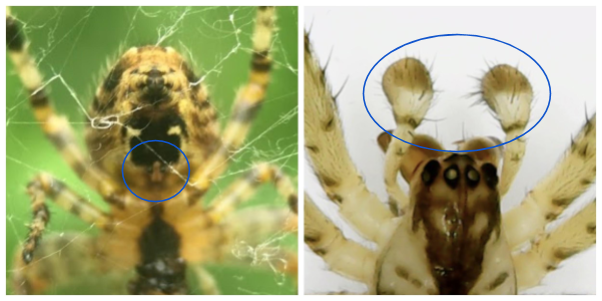 Spider genitalia circled in blue: on the left is the epigyne of a female garden spider (Araneus diadematus) and on the right are the palps of the missing sector orb weaver (Zygiella x-notata).