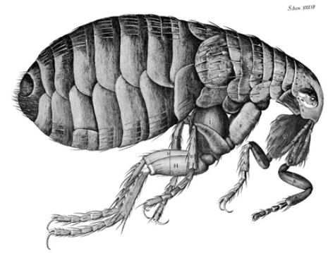 Flea from Robert Hooke's Micrographia