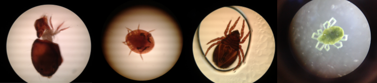 Four different types of mite found on thh course.  Photo: C.Bell