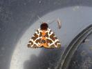 Garden tiger moth.  C Bell