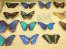 Engaging butterfly collection at World Museum Liverpool.  C Bell
