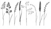 Grasses key sketches. Drawings: S Hyslop