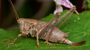 Dark bush cricket by David Williams
